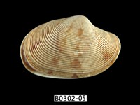 藏品(文文橫簾蛤)的圖片